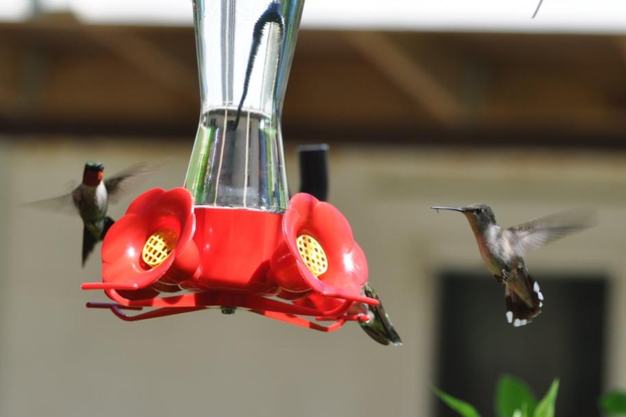 Name:  Hummingbirds at the nectar feeders 6-29-10 C.jpg
Views: 446
Size:  40.1 KB