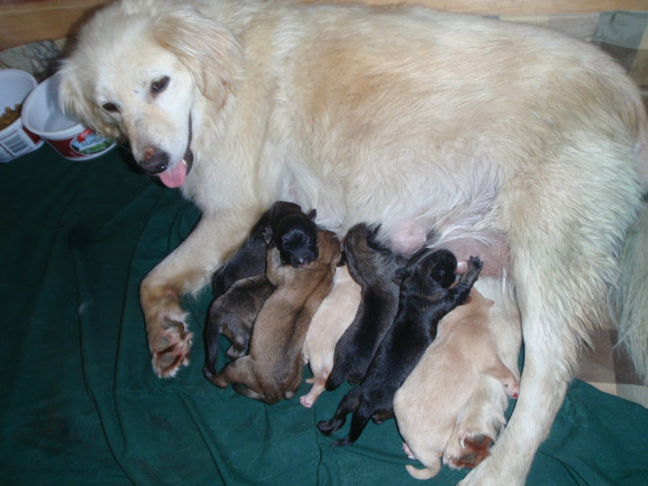 Name:  Bree and her pups....mile 26.jpg
Views: 286
Size:  84.2 KB