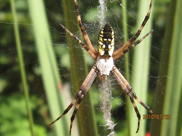 Name:  spider.jpg
Views: 196
Size:  45.5 KB