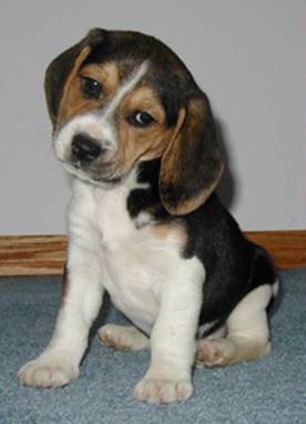 Name:  beagle.jpg
Views: 1034
Size:  12.5 KB