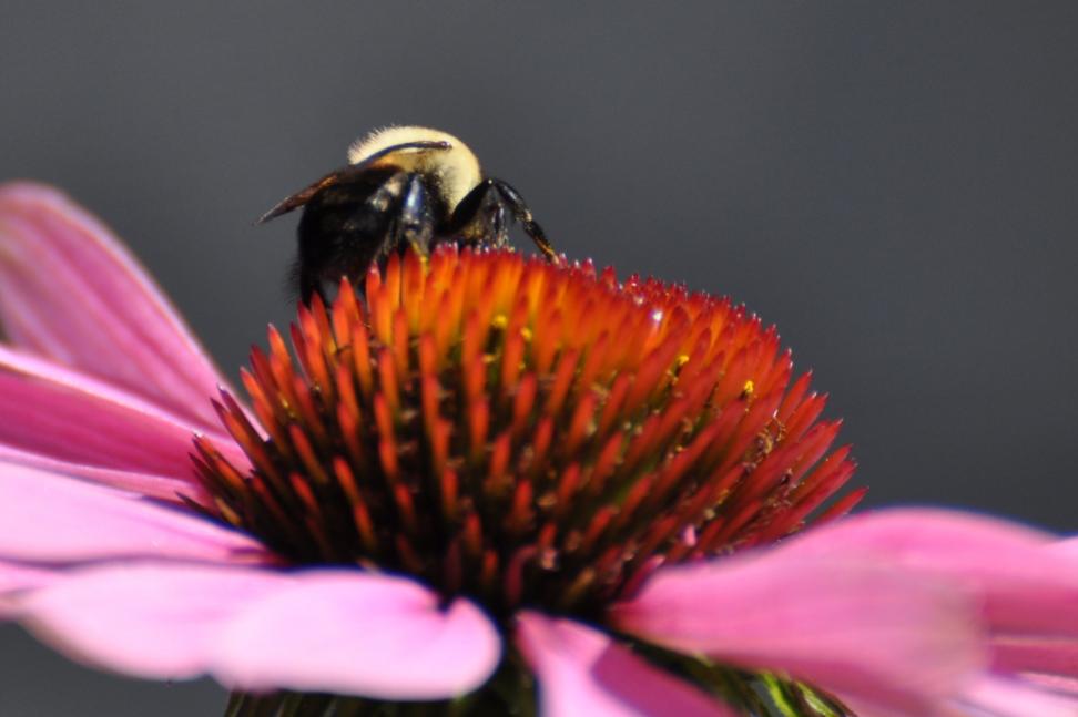Name: Bumblebee on coneflower 7-28-10.jpg
Views: 61
Size: 45.2 KB
