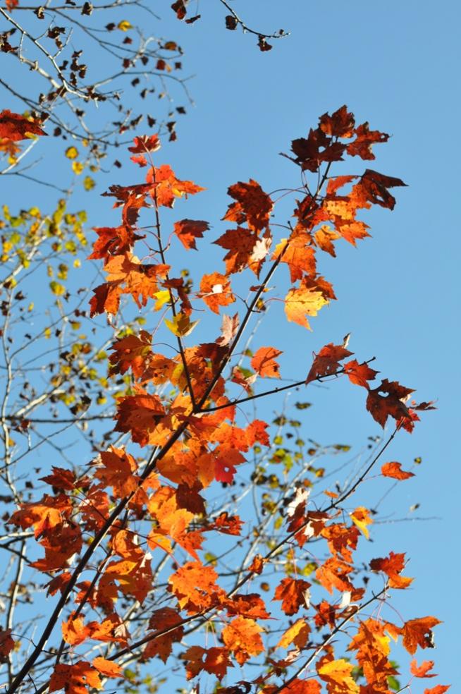 Name:  Autumn maple 9-26-10 J.jpg
Views: 195
Size:  117.0 KB