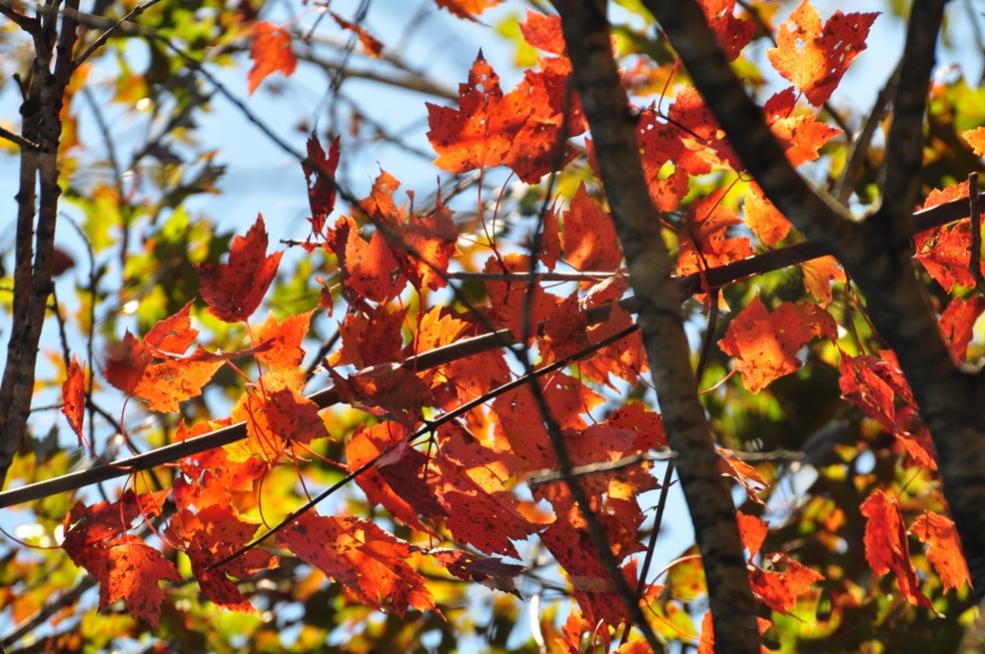 Name:  Autumn maple 9-26-10 D.jpg
Views: 175
Size:  124.2 KB