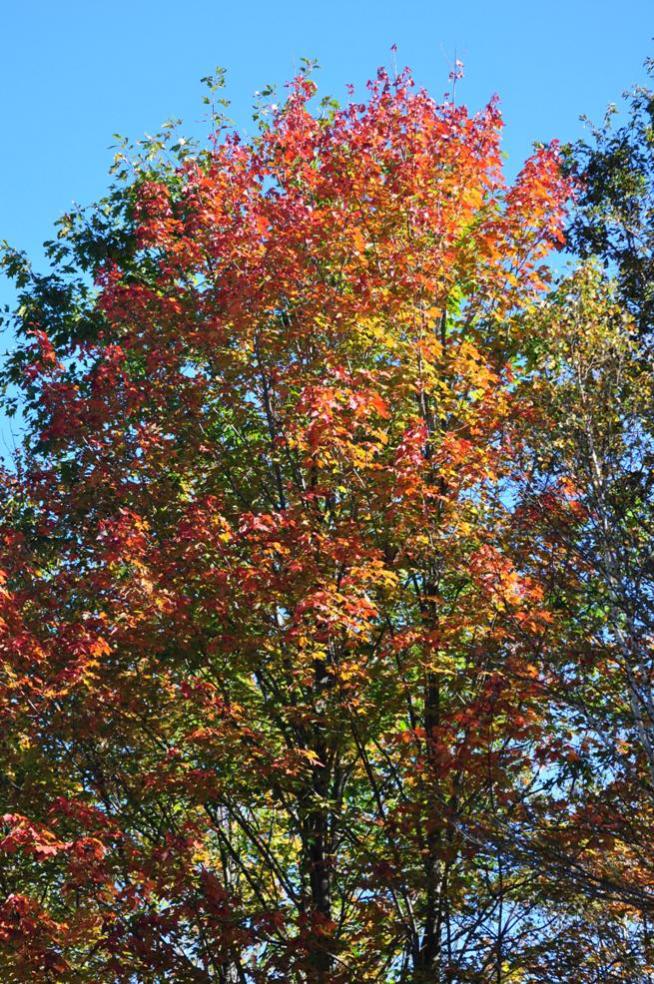 Name:  Autumn maple 9-26-10 B.jpg
Views: 166
Size:  195.0 KB