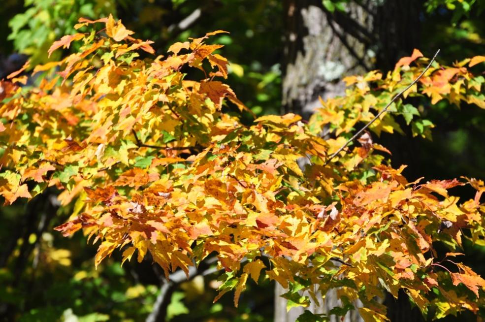 Name:  Autumn maple 9-26-10 A.jpg
Views: 180
Size:  131.6 KB