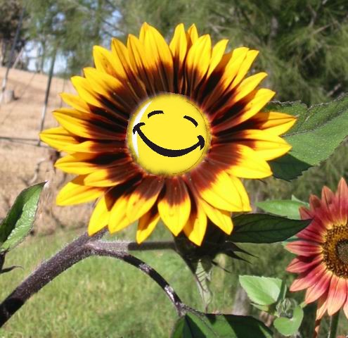 Name:  Sunflower.JPG
Views: 270
Size:  69.0 KB