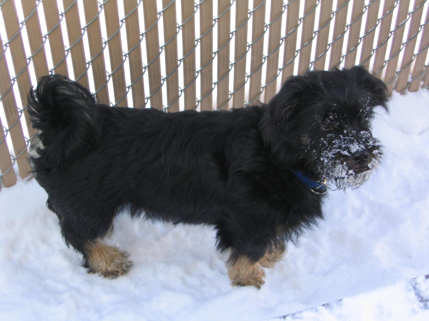 Name:  Sasha and Buddy Christmas 2 003.jpg
Views: 1146
Size:  177.4 KB