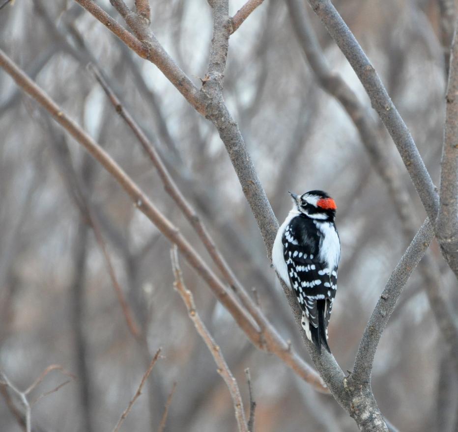Name:  Downy woodpecker 12-16-10.jpg
Views: 462
Size:  75.7 KB