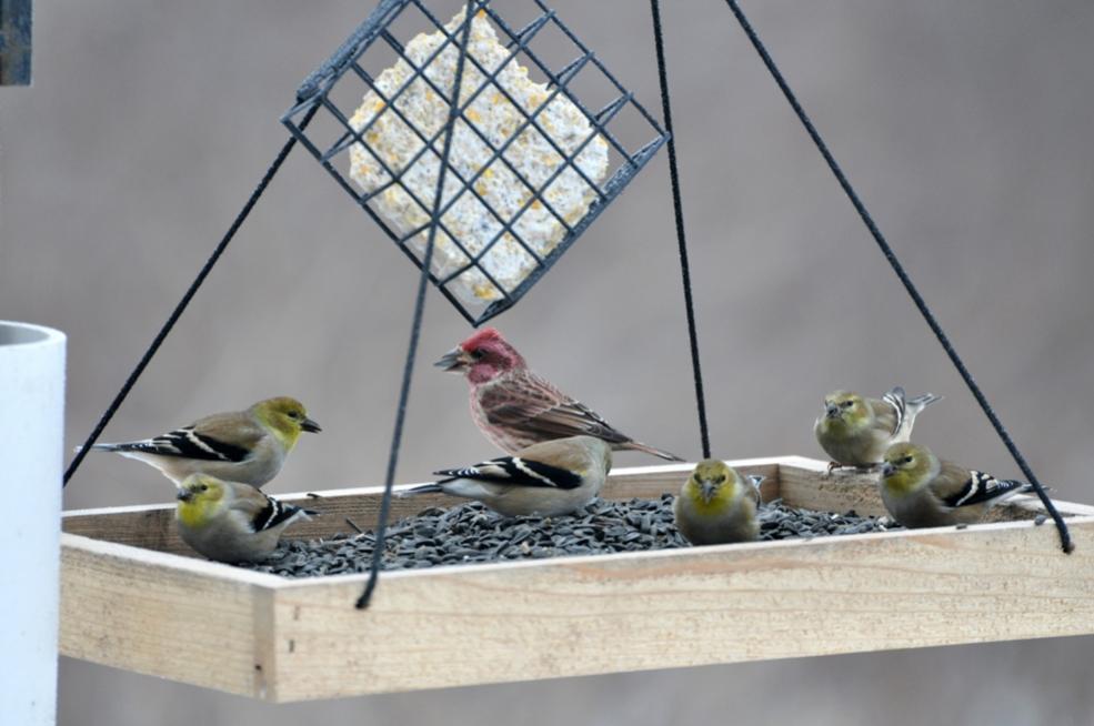 Name:  Winter finches 12-16-10 A.jpg
Views: 1263
Size:  63.3 KB