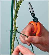 Name:  pruning scissors 2.jpg
Views: 351
Size:  23.1 KB