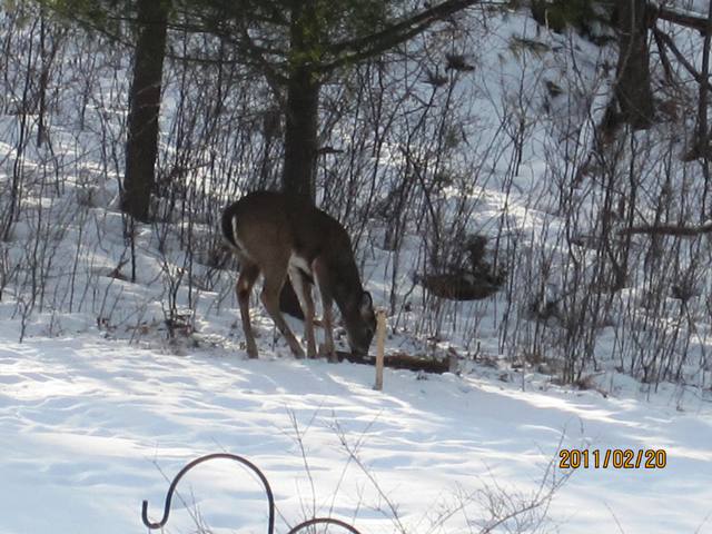 Name:  o deer eating.jpg
Views: 143
Size:  71.9 KB