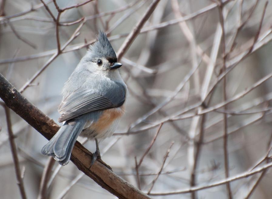 Name:  Tufted titmouse 4-21-11 A-1.jpg
Views: 173
Size:  64.5 KB