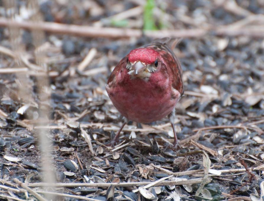 Name:  Purple finch 5-12-11 B.jpg
Views: 89
Size:  106.5 KB