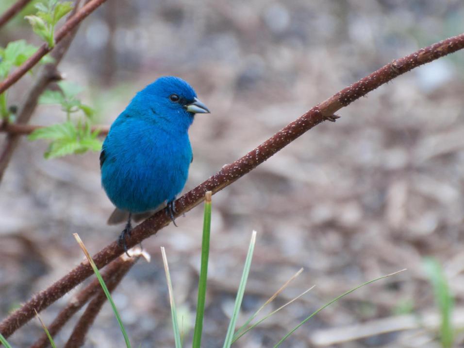Name:  Indigo bunting 5-12-11 H.jpg
Views: 84
Size:  67.2 KB