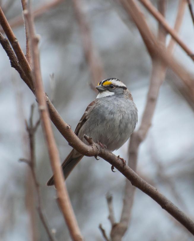 Name:  White-throated sparrow 5-5-11 B.jpg
Views: 169
Size:  51.7 KB