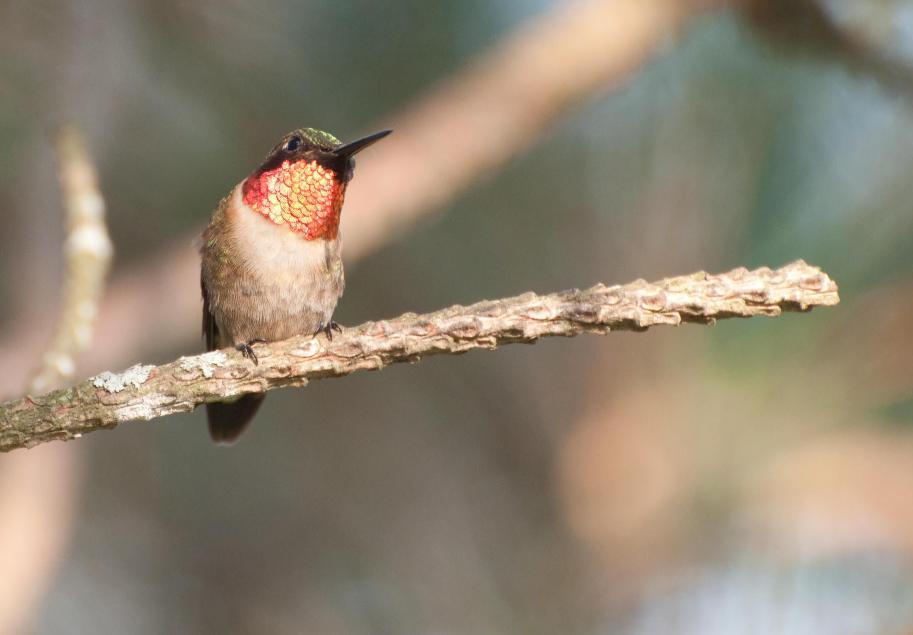 Name:  Ruby-throated hummingbird 5-11-11 E.jpg
Views: 197
Size:  48.6 KB