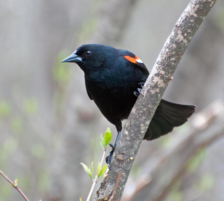 Name:  Red-winged blackbird 5-14-11 B.jpg
Views: 178
Size:  67.1 KB