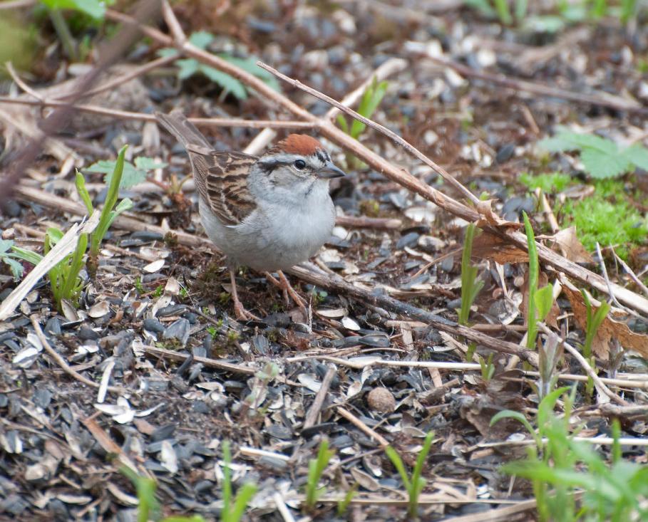 Name:  Chipping sparrow 5-12-11 C.jpg
Views: 600
Size:  134.3 KB