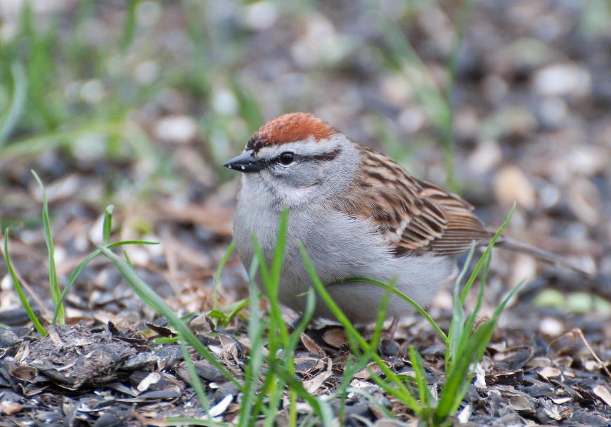 Name:  Chipping sparrow 5-14-11 A.jpg
Views: 647
Size:  78.3 KB