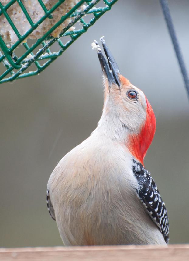 Name:  Red-bellied woodpecker 5-14-11 B.jpg
Views: 559
Size:  52.4 KB