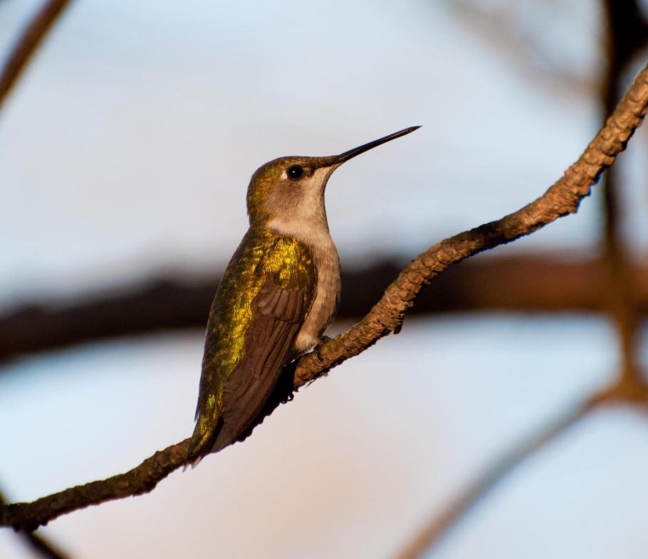 Name:  Ruby-throated hummingbird 5-17-11 D.jpg
Views: 411
Size:  48.7 KB