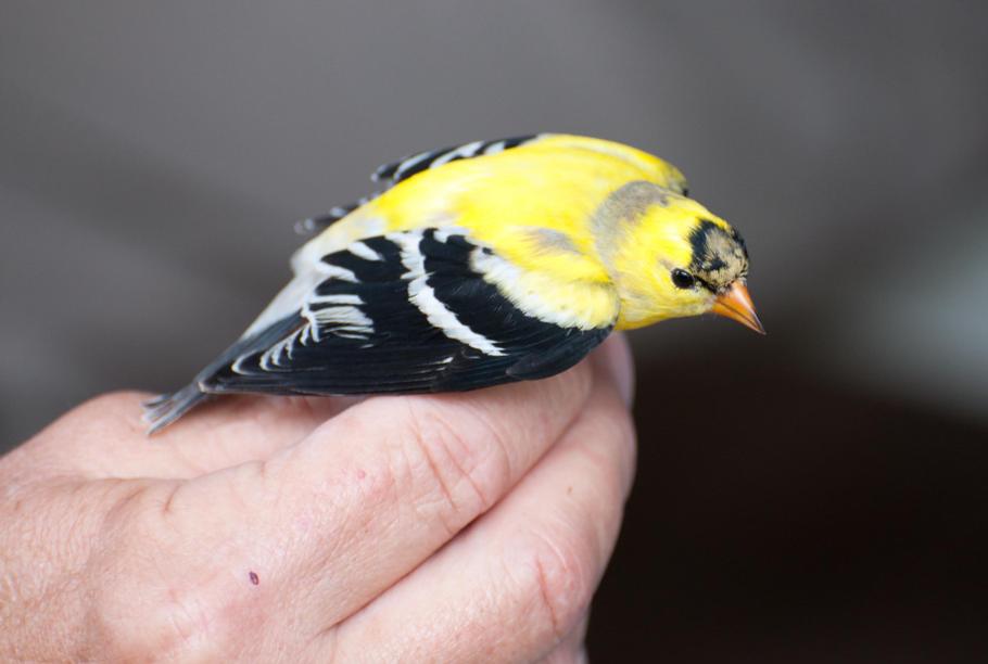 Name:  The last bird, American goldfinch #22.jpg
Views: 680
Size:  44.6 KB