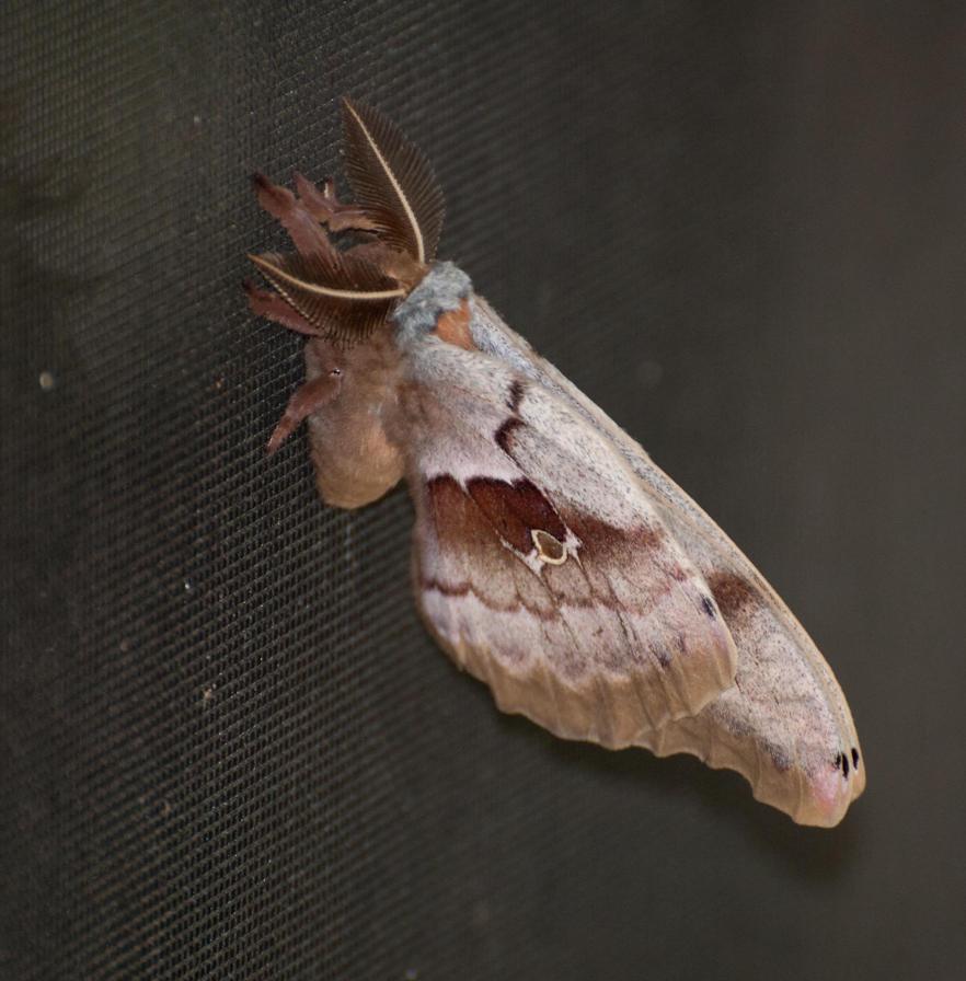 Name:  Polyphemus moth 6-6-11 A.jpg
Views: 157
Size:  85.5 KB