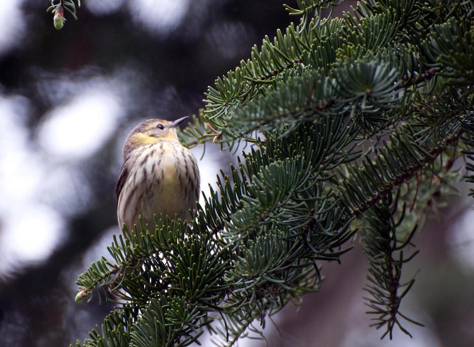 Name:  Cape May warbler 5-13-11 D.jpg
Views: 50
Size:  111.8 KB