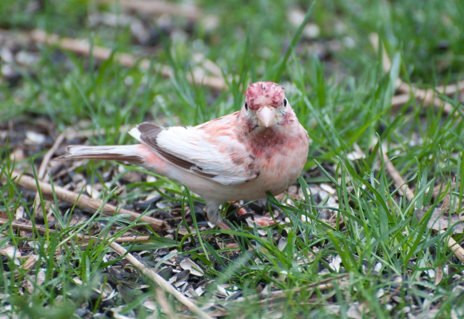 Name:  Leucistic purple finch 5-14-11 C.jpg
Views: 1997
Size:  107.4 KB