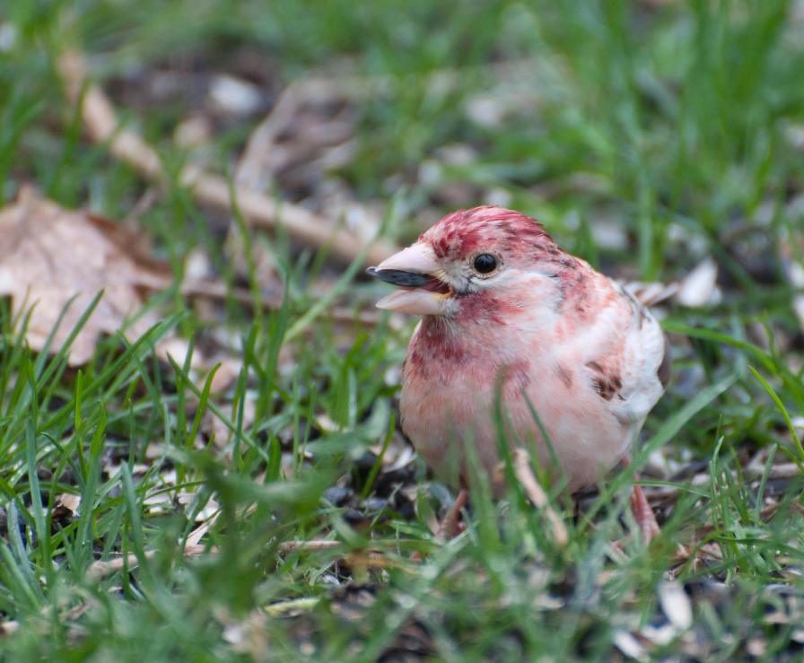 Name:  Leucistic purple finch 5-14-11 E.jpg
Views: 1845
Size:  89.5 KB