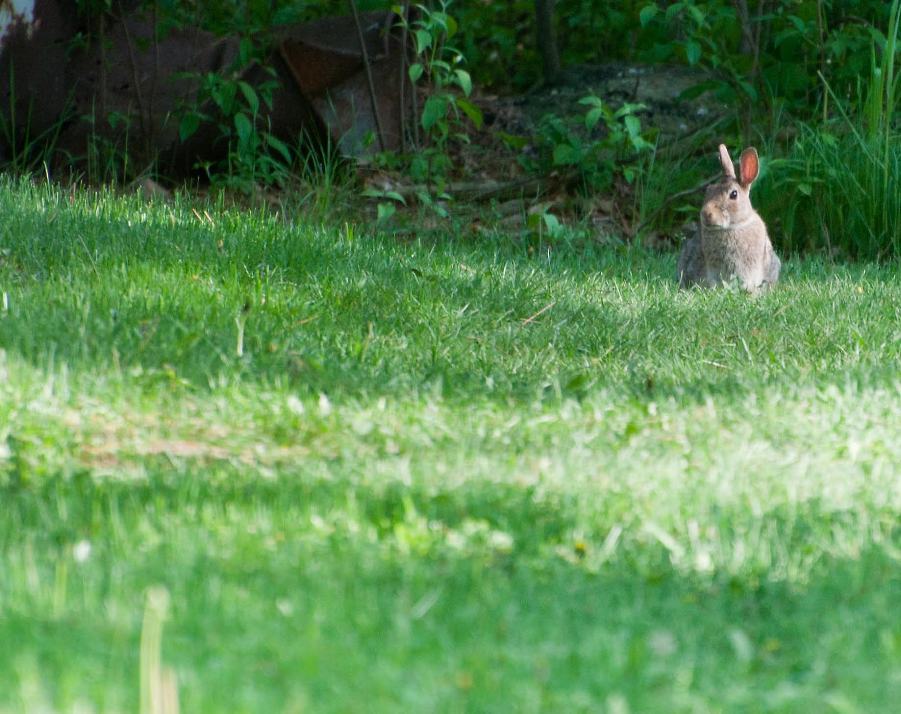 Name:  Eastern cottontail 5-30-11 A.jpg
Views: 1382
Size:  108.1 KB