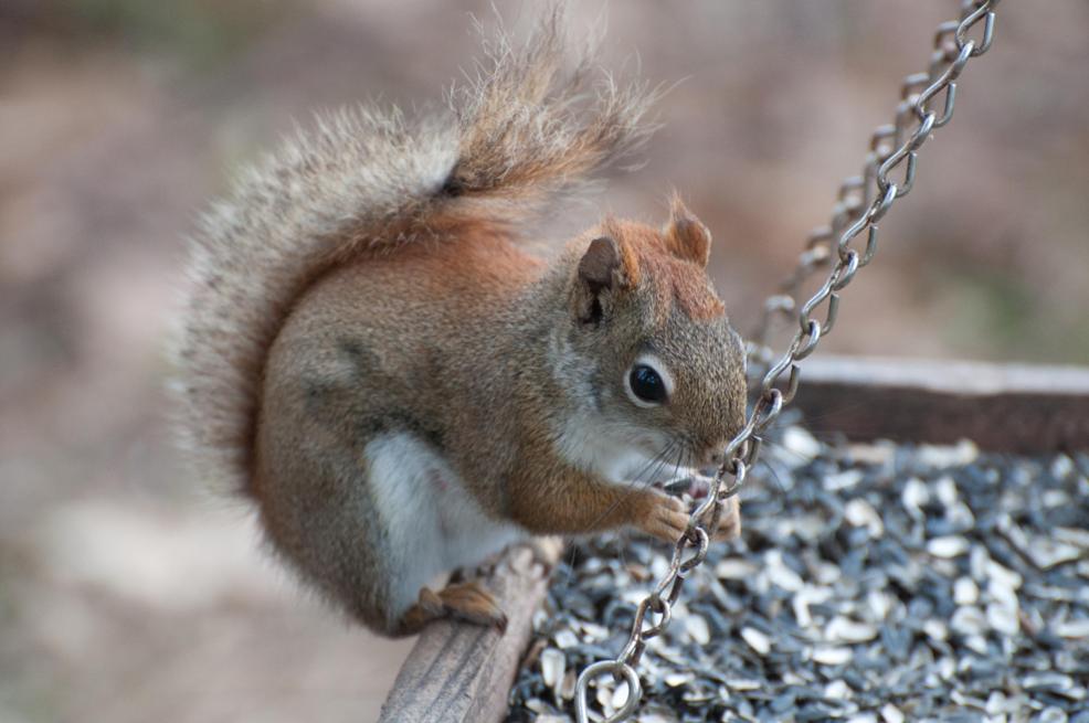 Name:  Red squirrel 5-5-11.jpg
Views: 643
Size:  76.8 KB