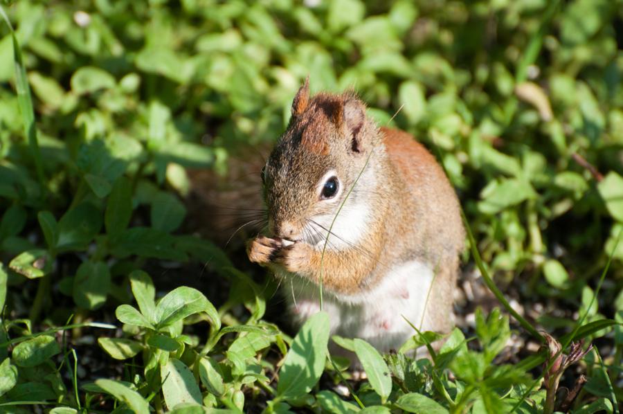 Name:  Red squirrel 5-30-11 A.jpg
Views: 1457
Size:  88.4 KB