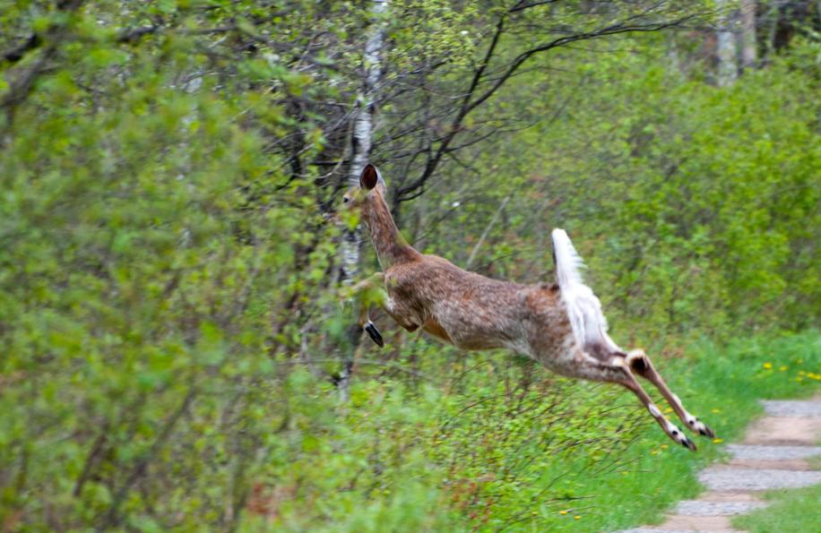 Name:  Shaggy spring deer 5-21-11 B.jpg
Views: 704
Size:  99.5 KB