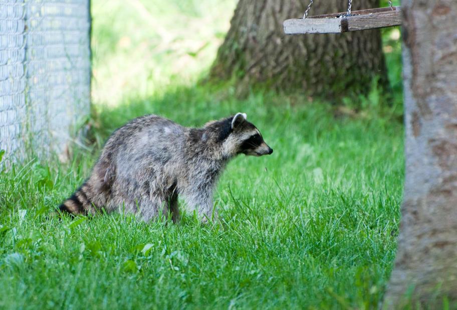 Name:  Raccoon #1 6-19-11 Q.jpg
Views: 1029
Size:  101.8 KB
