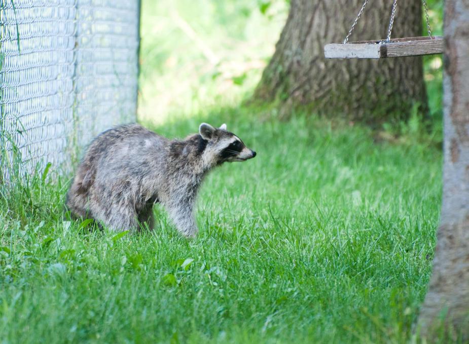 Name:  Raccoon #1 6-19-11 R.jpg
Views: 1210
Size:  111.2 KB