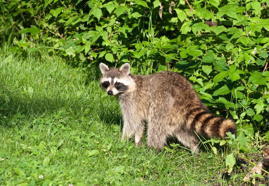 Name:  Raccoon #2 6-19-11 C.jpg
Views: 335
Size:  179.5 KB
