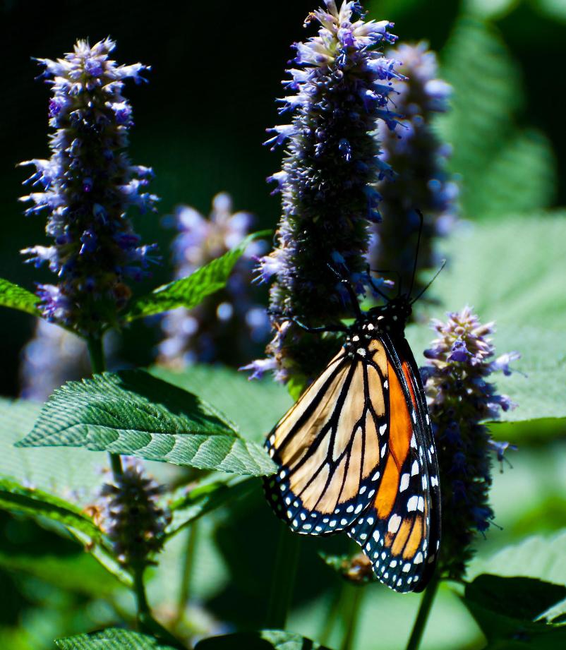 Name:  Monarch on anise hyssop 7-6-11 A.jpg
Views: 1642
Size:  115.0 KB