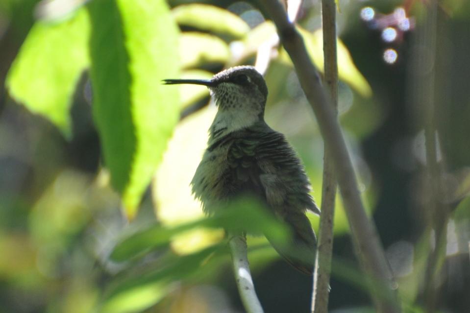 Name:  Ruby-throated hummingbird preening 8-25-10 A.jpg
Views: 215
Size:  45.8 KB