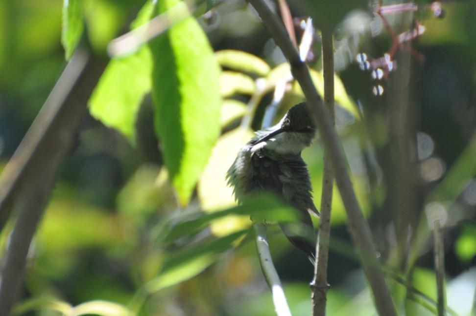 Name:  Ruby-throated hummingbird preening 8-25-10 D.jpg
Views: 215
Size:  51.3 KB