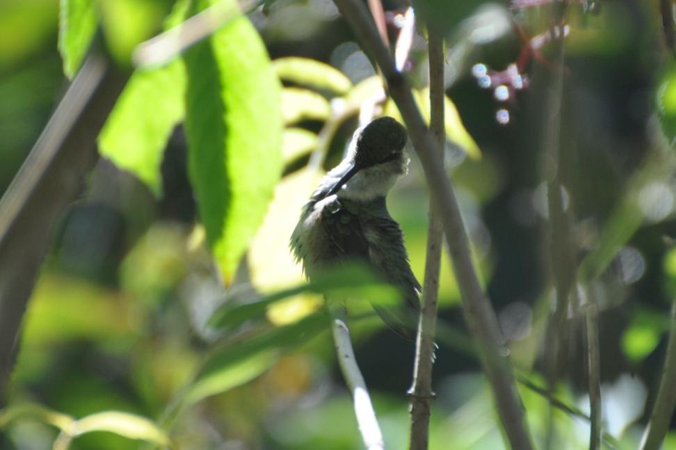 Name:  Ruby-throated hummingbird preening 8-25-10 E.jpg
Views: 220
Size:  52.0 KB
