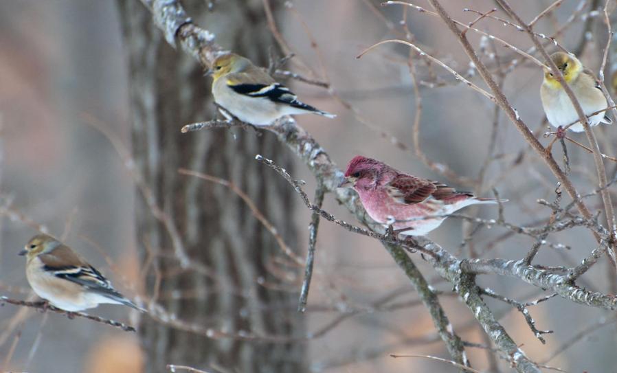 Name:  Purple finch with Am goldfinches 2-26-11 A.jpg
Views: 182
Size:  59.8 KB