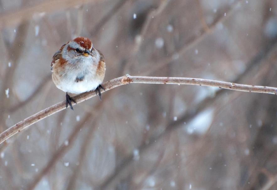Name:  American tree sparrow 2-26-11 E.jpg
Views: 165
Size:  49.7 KB