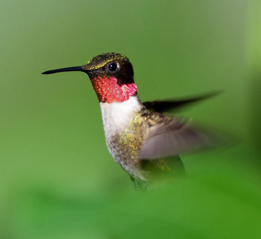Name:  Ruby-throated hummingbird male 7-3-11 A.jpg
Views: 161
Size:  49.5 KB