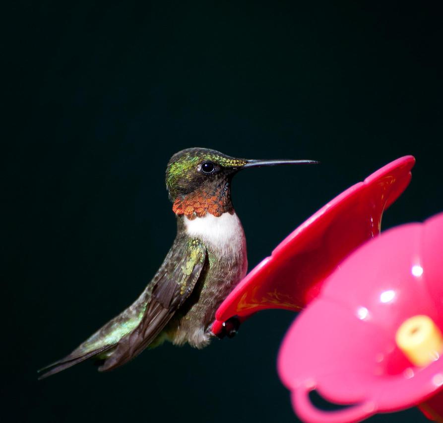 Name:  Ruby-throated hummingbird male 7-3-11 B.jpg
Views: 161
Size:  51.5 KB