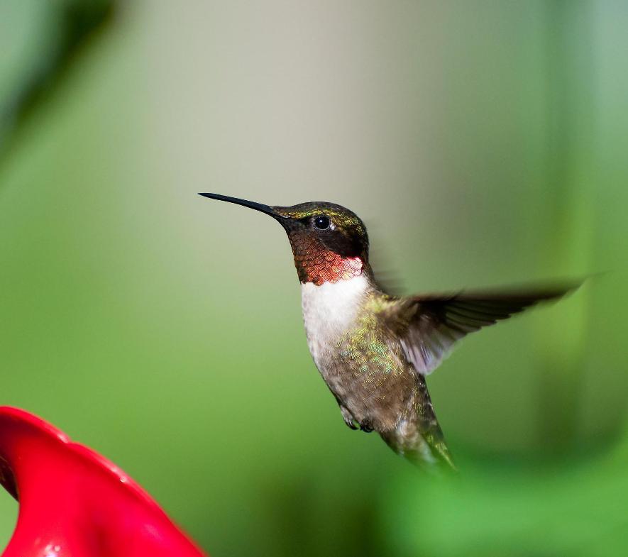 Name:  Ruby-throated hummingbird male 7-3-11 D2.jpg
Views: 159
Size:  48.3 KB