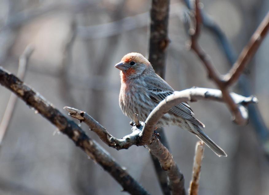 Name:  House finch, male 4-7-11 C.jpg
Views: 74
Size:  53.1 KB