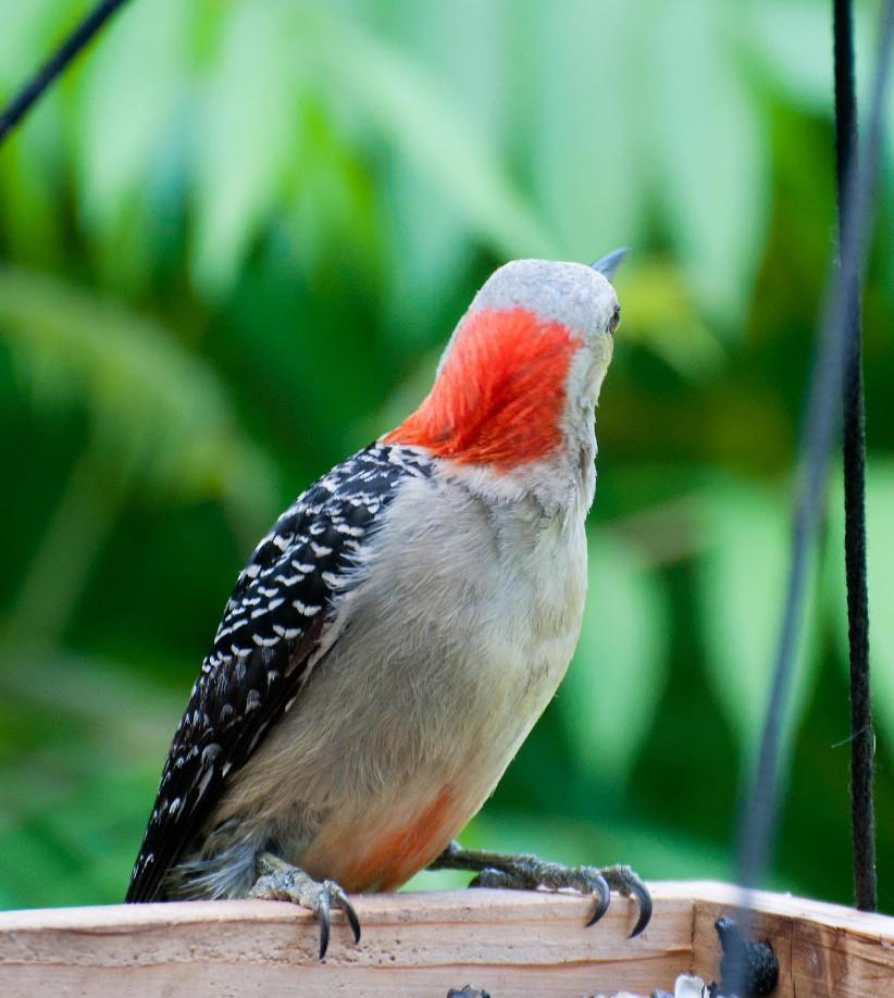Name:  Red-bellied woodpecker female 6-29-11.jpg
Views: 168
Size:  84.2 KB