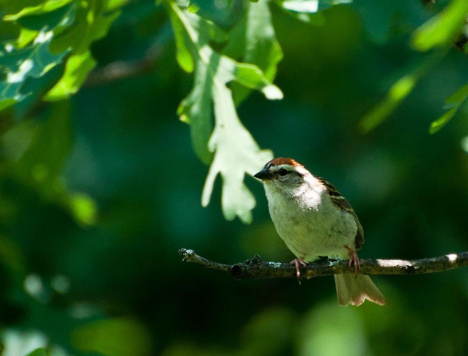 Name:  Chipping sparrow 6-30-11 C.jpg
Views: 165
Size:  60.4 KB
