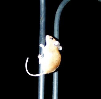 Name:  Night bird 3.JPG
Views: 41
Size:  10.6 KB